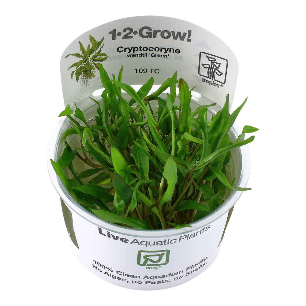 Tropica Cryptocoryne wendtii Green 1-2-GROW
