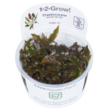 Tropica Cryptocoryne wendtii 'Mi Oya' 1-2-GROW