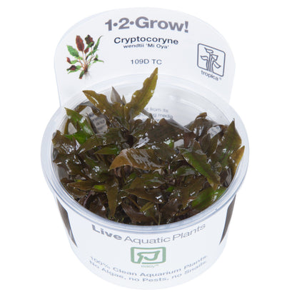 Tropica Cryptocoryne wendtii 'Mi Oya' 1-2-GROW