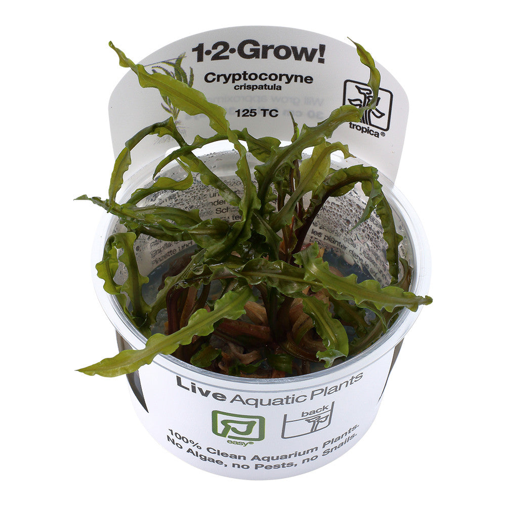 Tropica Cryptocoryne crispatula 1-2-GROW