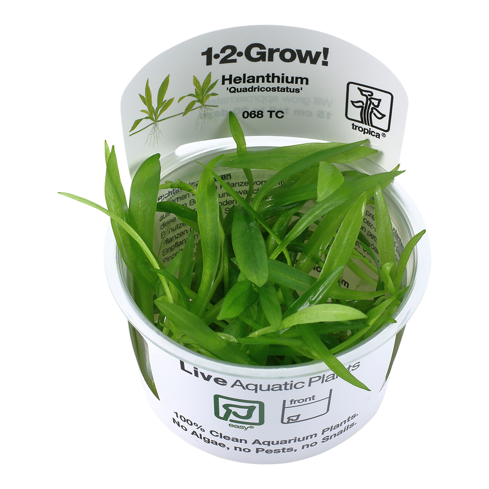 Tropica Helanthium Quadricostatus 1-2-GROW