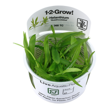 Tropica Helanthium Quadricostatus 1-2-GROW