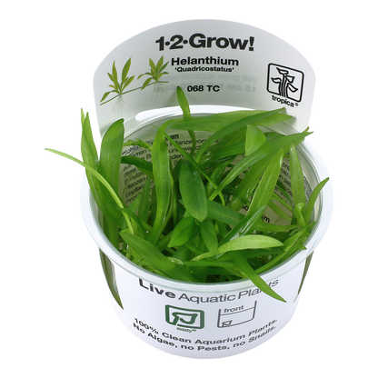 Tropica Helanthium Quadricostatus 1-2-GROW