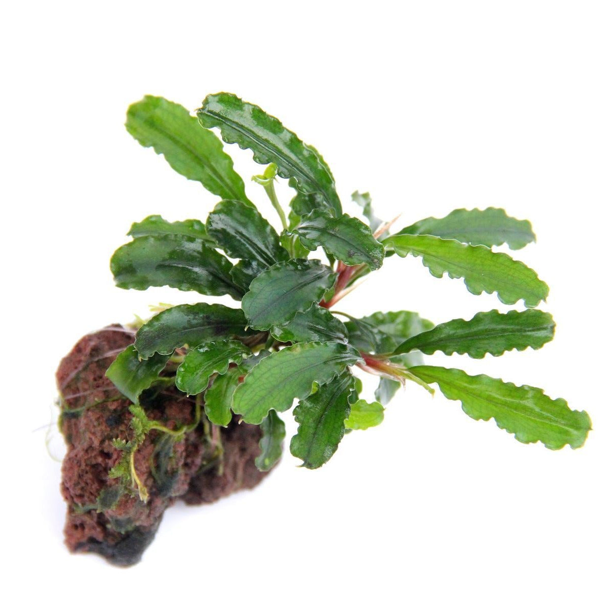 Bucephalandra Sintang AQUADIP
