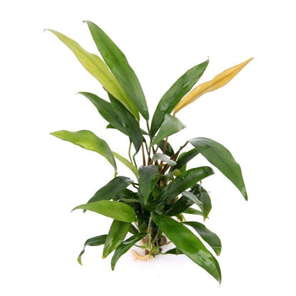 Anubias minima AQUADIP