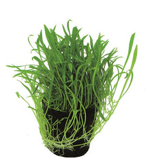 Lilaeopsis novea-zealandia PC Aquafleur