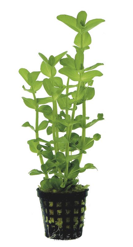Bacopa Amplexicaulis PC Aquafleur