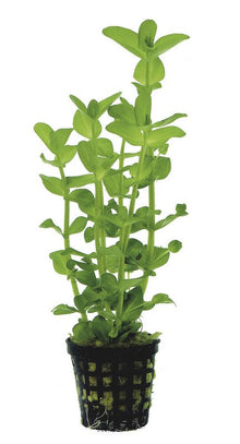 Bacopa Amplexicaulis PC Aquafleur
