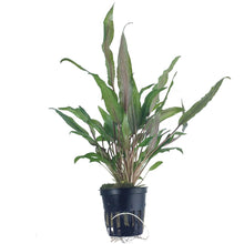 Cryptocoryne undulatus AQUADIP