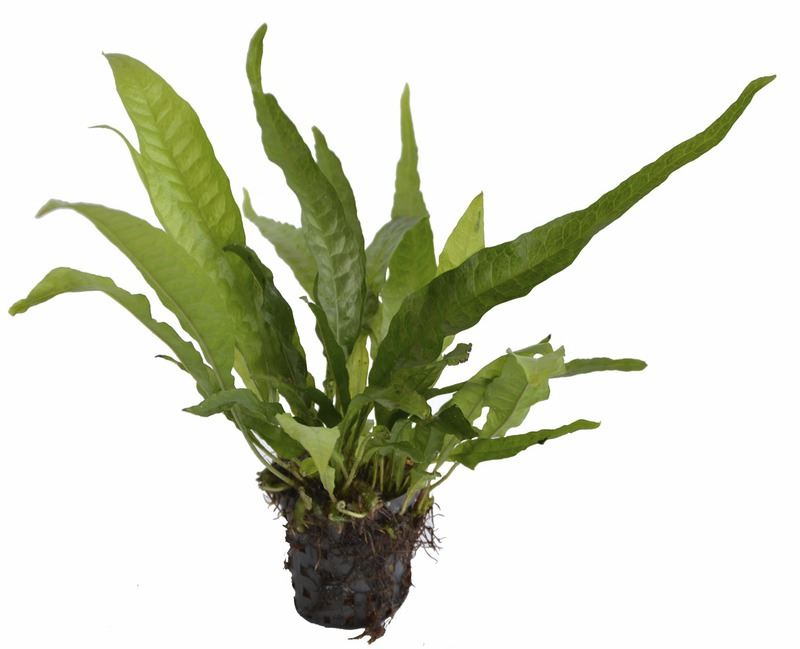 Microsorum pteropus PC Aquafleur