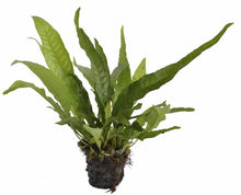 Microsorum pteropus PC Aquafleur