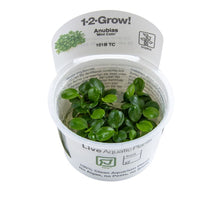 Tropica Anubias 'Mini Coin' 1-2-GROW