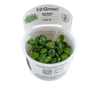 Tropica Anubias 'Mini Coin' 1-2-GROW