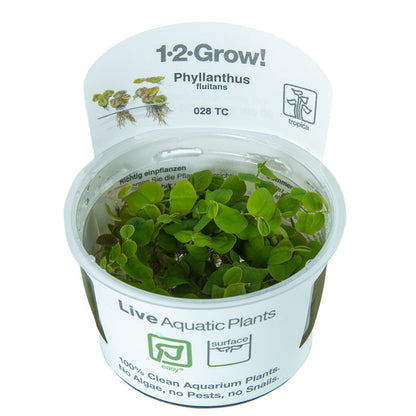 Tropica Phyllanthus fluitans 1-2-GROW