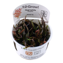 Tropica Hygrophila Araguaia 1-2-GROW