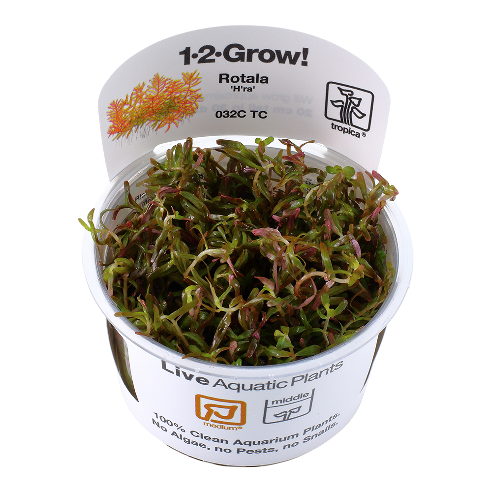 Tropica Rotala rotundifolia H'ra 1-2-GROW