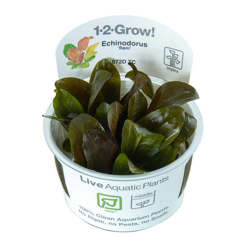 Tropica Echinodorus Reni 1-2-GROW