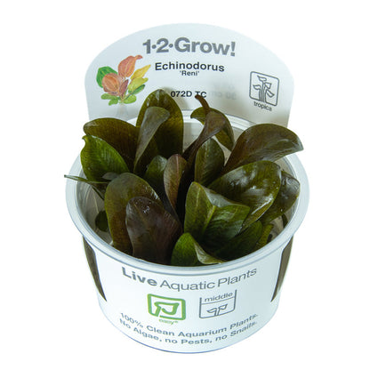 Tropica Echinodorus Reni 1-2-GROW
