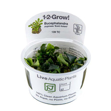 Tropica Bucephalandra pygmea Bukit Kalem 1-2-GROW