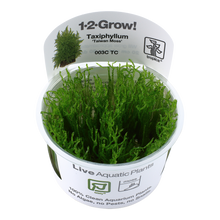 Tropica Taxiphyllum Taiwan Moss 1-2-GROW