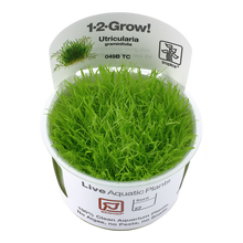 Tropica Utricularia graminifolia 1-2-GROW