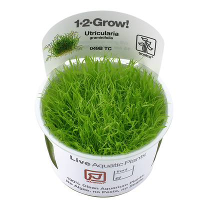 Tropica Utricularia graminifolia 1-2-GROW