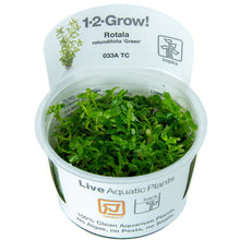 Tropica Rotala rotundifolia Green 1-2-GROW