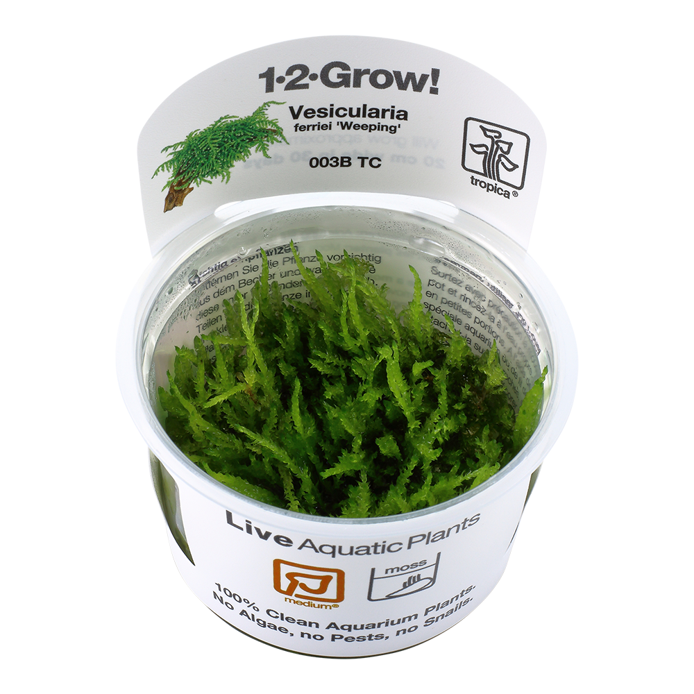 Tropica Vesicularia ferriei Weeping Moss 1-2-GROW