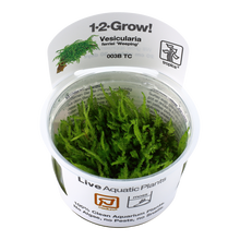 Tropica Vesicularia ferriei Weeping Moss 1-2-GROW