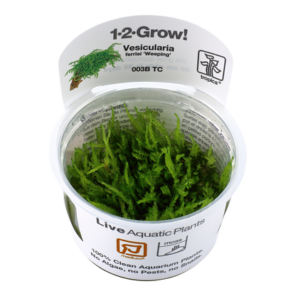 Tropica Vesicularia ferriei Weeping Moss 1-2-GROW