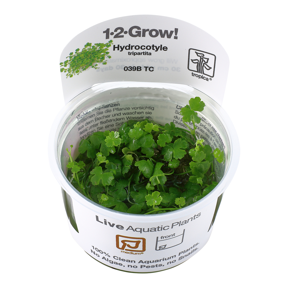 Tropica Hydrocotyle tripartita (Japan) 1-2-GROW
