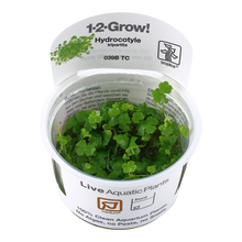 Tropica Hydrocotyle tripartita (Japan) 1-2-GROW
