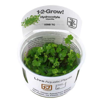 Tropica Hydrocotyle tripartita (Japan) 1-2-GROW