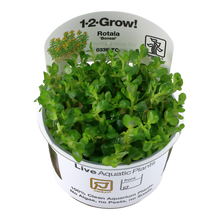 Tropica Rotala Bonsai 1-2-GROW