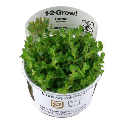 Tropica Rotala Bonsai 1-2-GROW