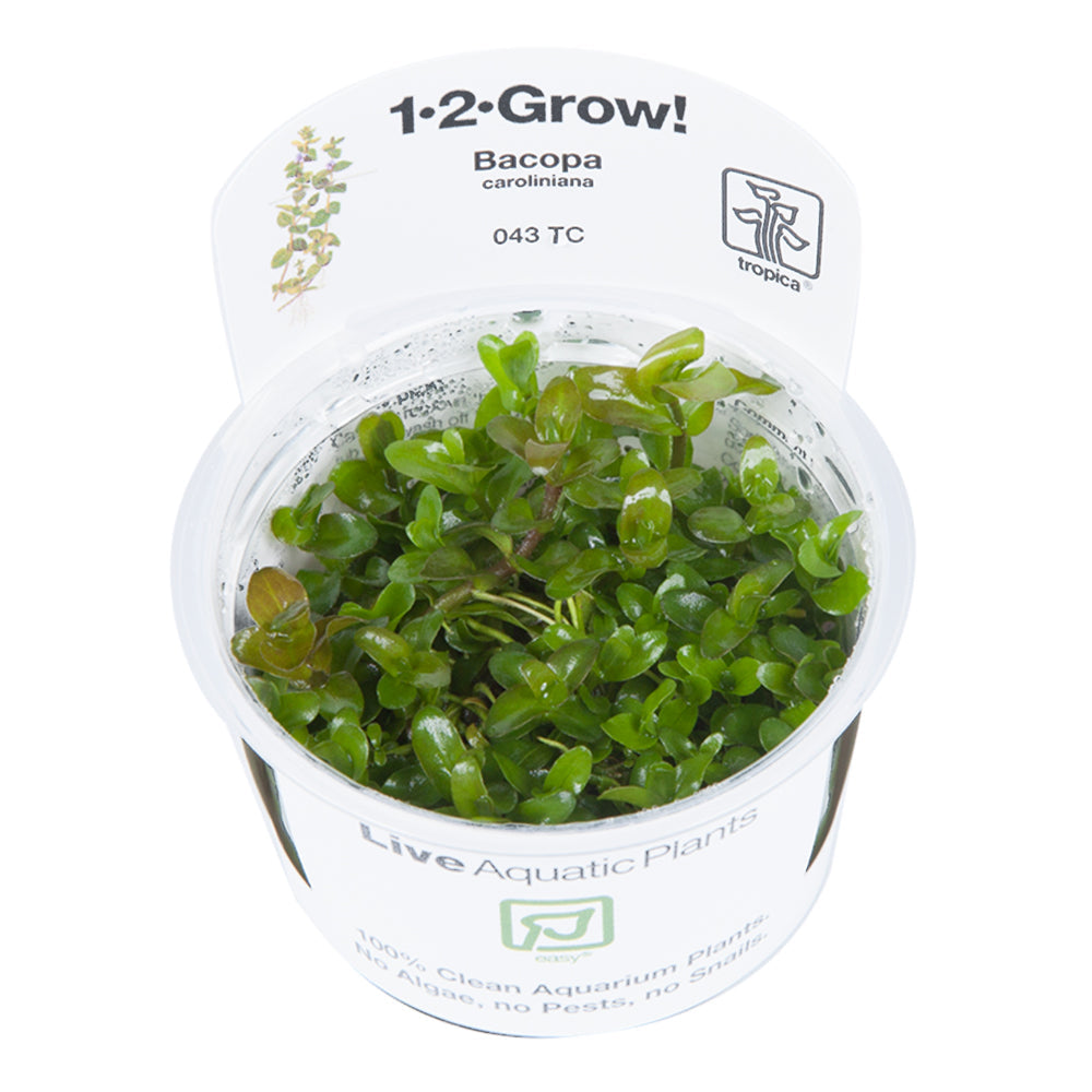 Tropica Bacopa caroliniana 1-2-GROW