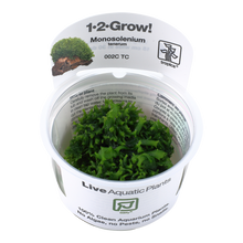 Tropica Monosolenium tenerum liverwort 1-2-GROW
