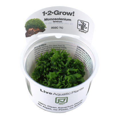 Tropica Monosolenium tenerum liverwort 1-2-GROW