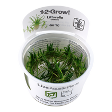 Tropica Littorella uniflora 1-2-GROW