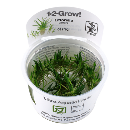 Tropica Littorella uniflora 1-2-GROW