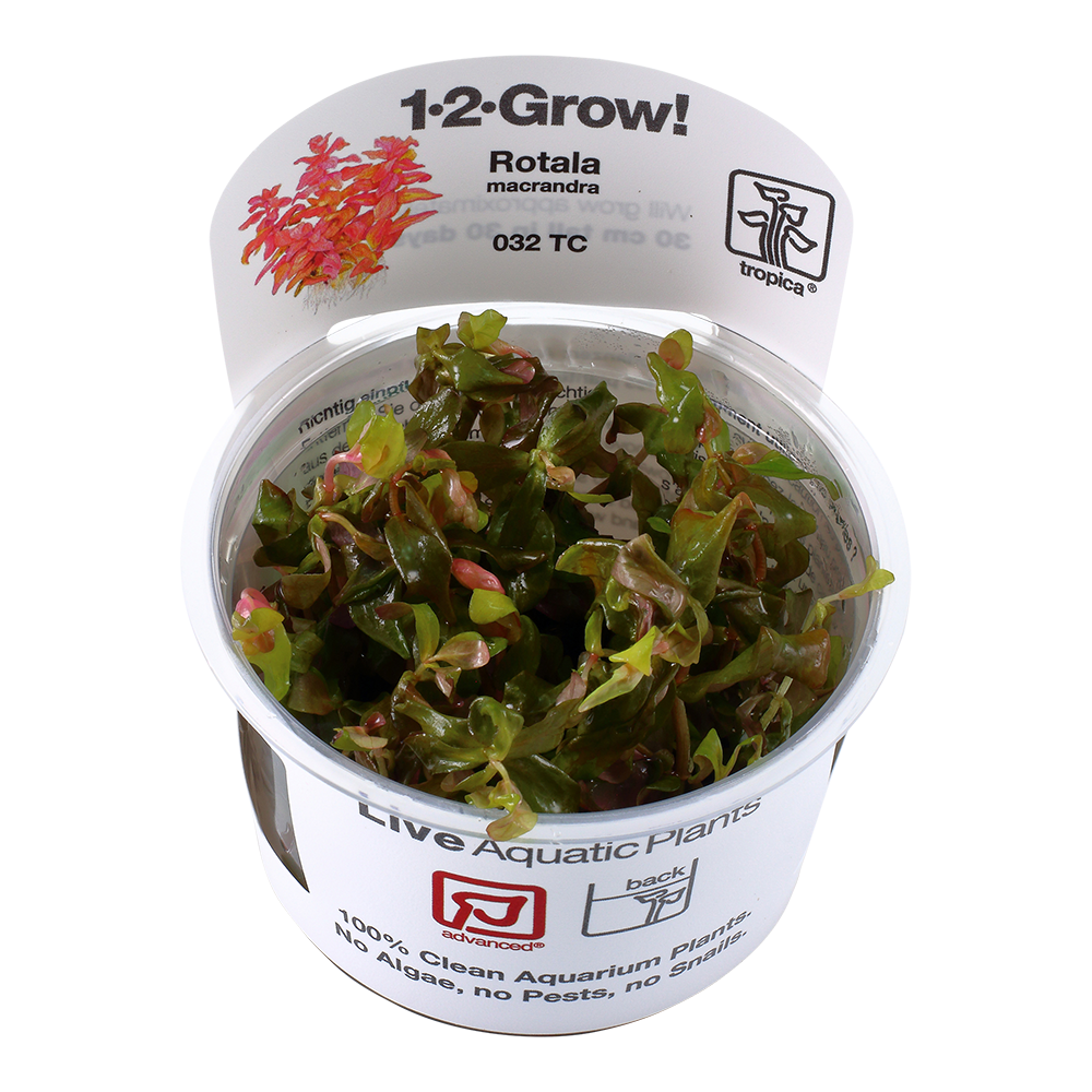 Tropica Rotala macrandra 1-2-GROW