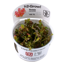 Tropica Rotala macrandra 1-2-GROW