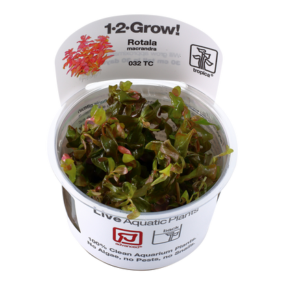 Tropica Rotala macrandra 1-2-GROW