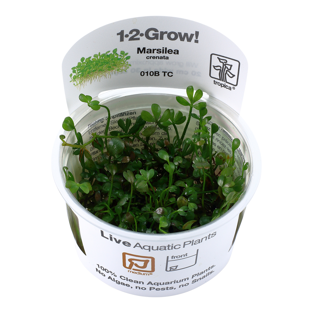 Tropica Marsilea minuta (crenata) 1-2-GROW