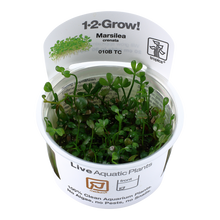 Tropica Marsilea minuta (crenata) 1-2-GROW