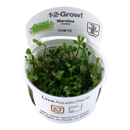 Tropica Marsilea minuta (crenata) 1-2-GROW