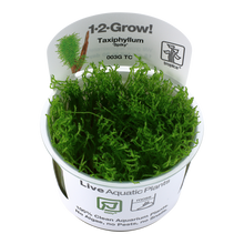 Tropica Taxiphyllum Spiky Moss 1-2-GROW