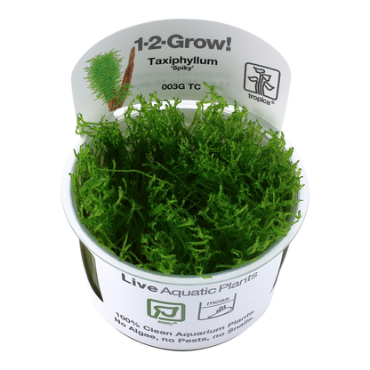 Tropica Taxiphyllum Spiky Moss 1-2-GROW