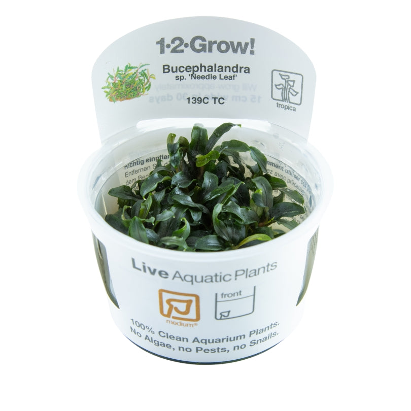 Tropica Bucephalandra Needle Leaf 1-2-GROW