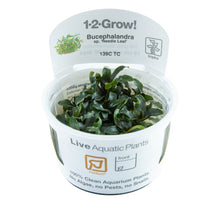 Tropica Bucephalandra Needle Leaf 1-2-GROW